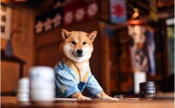 一个育儿式养宠人的账单