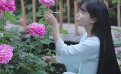 寻找李子柒