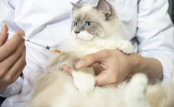 为了给猫主子看病，我花了一个月工资