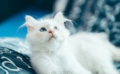 跟在猫狗身后赚钱，他们年入千万