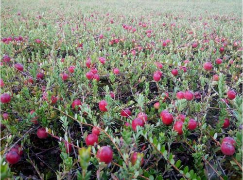 与远见者同行,谁将成为中国蔓越莓红利的分享者?